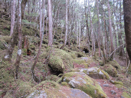 丸川荘から柳沢峠への山道 苔むした岩が累々