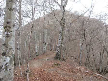 急な登りをこなしてやっと目前に見えた御坂山山頂ときれいなブナ林