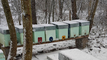 dans un bois, enneigé, un rucher en alignement de 7 ruches avec des portes colorées et des toits en tôle se trouvent sur un portant en bois.