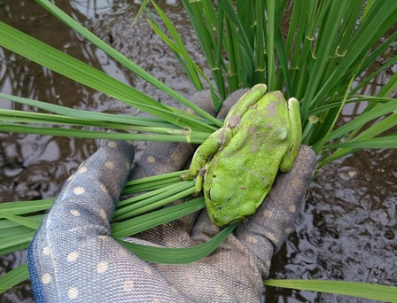 水田の生物