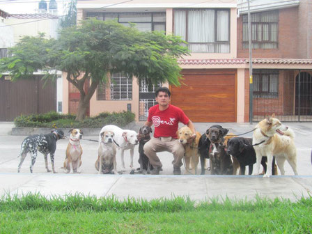 DOG WALKER PERÚ, presione en la imagen.