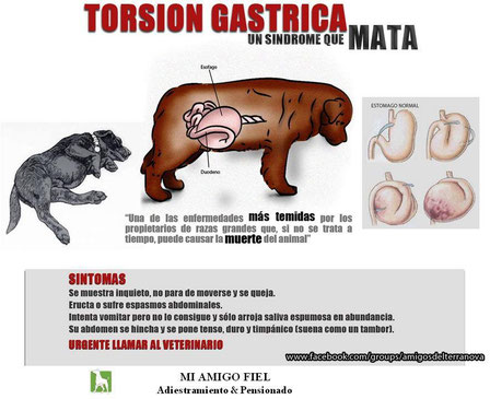 PREVENCIÓN pinchando el cartel. (También por cirugía, consulte a su veterinario).