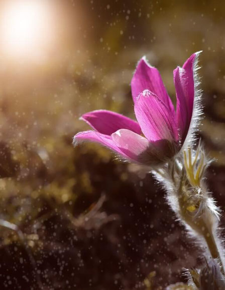 Eine ganz zarte, feine Blume, die ganz verloren aussieht und in die Sonne schaut