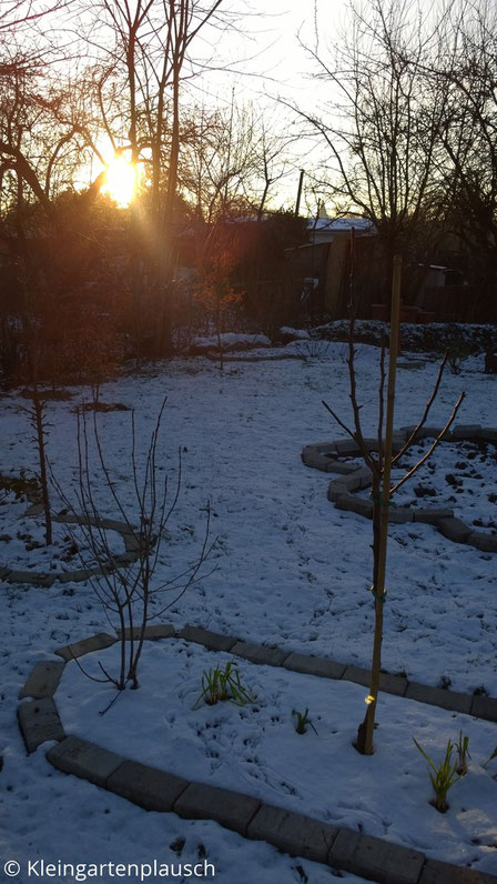 Verschneiter Garten mit eingefasstem Beet im Vordergrund: Birnbäumchen und Aroniastrauch