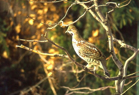 Foto: W. Scherzinger