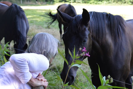 Horse and Woman - Animal Communication is translating between animals and humans by listening to the animal - Readings, Seminars, Teachings. Online and in person. INNER OCEAN Annette Voigt