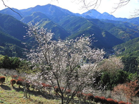 イベント　ハイキング　玉原高原　玉原湿原　尼ヶ禿山　トミーワン　アウトドアショップ　群馬県太田市