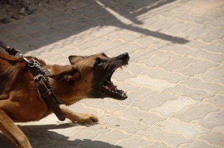 Angst Aggression - Hund ist unsicher &  überfordert