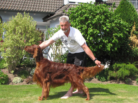 Irish Setter