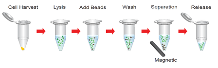 Magnetic bead genomic DNA isolation kit 