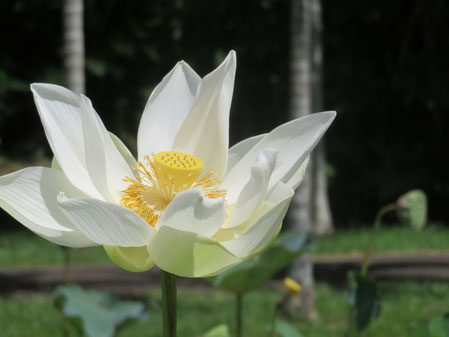 Der Lotus ist ein Symbol für das Energiesystem der Chakras.