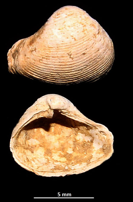 Corbula gibba, Macchia della Turchina (Monteromano, VT)