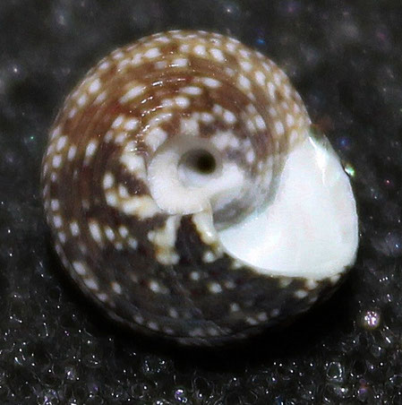 Gibbula varia, lidi romagnoli