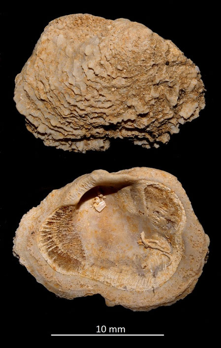 Chama gryphoides, Miocene dell'Aquitania