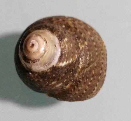 Gibbula varia, Santa Severa.