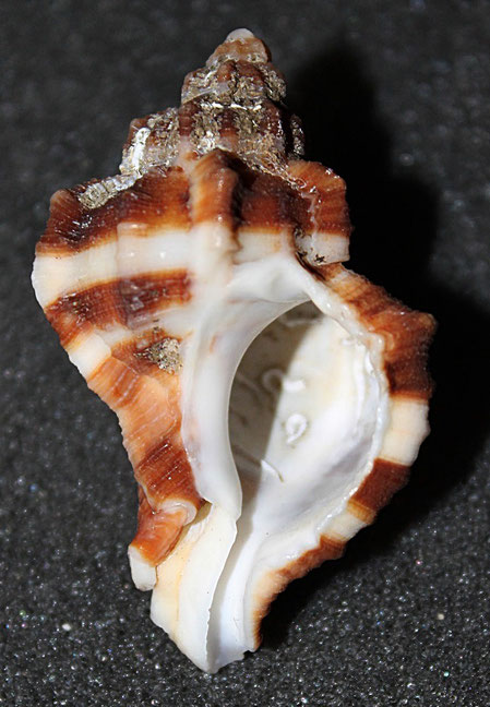 Hexaplex trunculus, Santa Marinella.