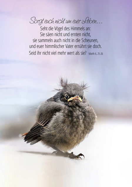 Hausrotschwanz Junior, Vogel, Tier, Christliche Kunstkarte
