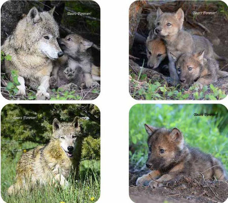 Wolf Coasters-Captive Animals, Montana