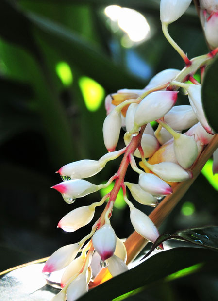 宮古島のハーブ・月桃