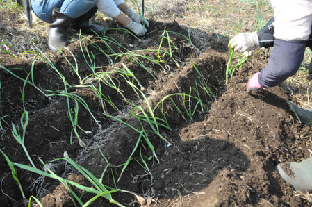 ニンニク　自然栽培　農業体験　体験農場　野菜作り教室