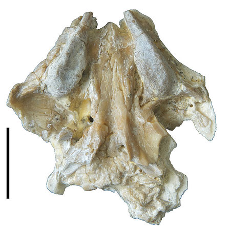 Gaumenansicht des Schädels von Oenosaurus, mit den gut sichtbaren Zahnplatten. Maßstab ist 1 cm. (Photo Krautworst)