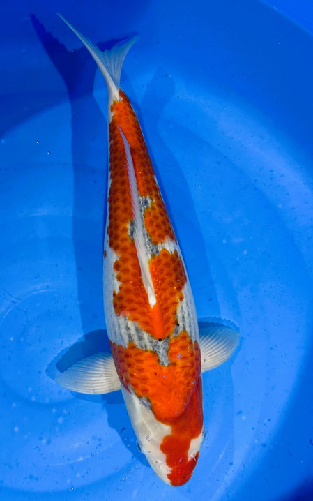 Kawakami Nisai Goshiki, 48 cm, female, Preis 400 Euro