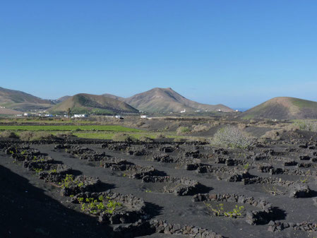Canaries, Lanzarote : paysage unique du vignoble de La Geria
