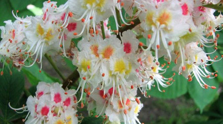Foto de flor de Bach White chestnut en estado silvestre