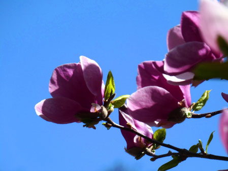 Magnolia in Kyiv botanical garden