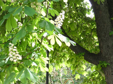 Kyiv chestnut trees