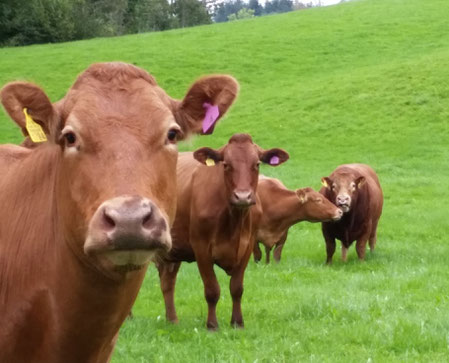 Aus Weidegras entsteht hochwertiges Rindfleisch