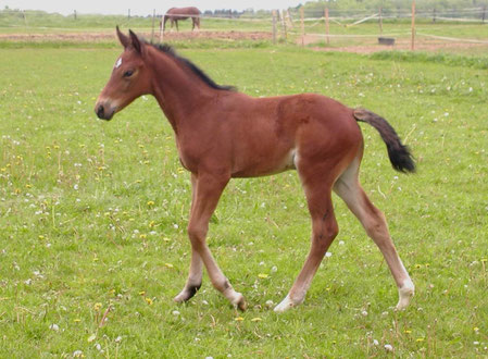 Bonita des Fusains as a foal 2005