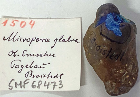 Senckenberg, Bryozoa, Bryozoen, Moostierchen, Sammlung Voigt