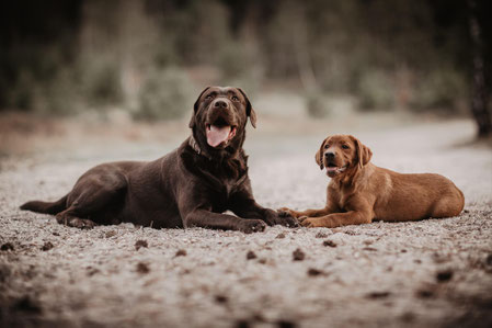 labrador-von-der-kampstrs Webseite!