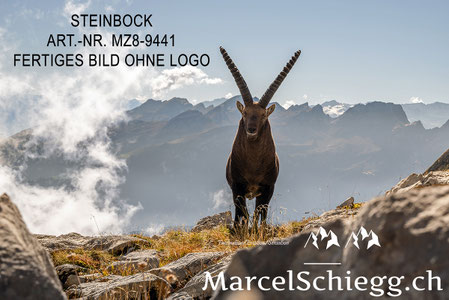 Steinbock, Steinböcke, Alpensteinbock, Marcel Schiegg