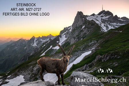 Steinbock, Steinböcke, Säntis, Marcel Schiegg Fotografie, Rotsteinpass