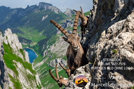 steinbock wandbild, steinbock bild, steinbock wanddeko, wandbild steinbock, steinbock poster, steinbock kunst, steinbock deko