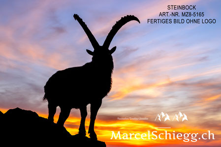 Steinbock, Steinböcke, Wandbild, Marcel Schiegg Fotografie, Steinböcke bei Sonnenaufgang