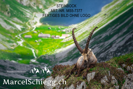 Steinbock, Steinböcke, Alpensteinbock, Marcel Schiegg Fotografie, Alpstein, Schweizer Alpen