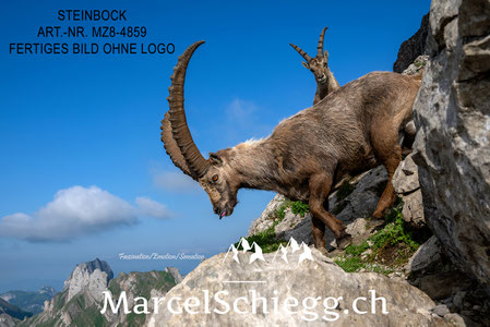 Steinbock, Steinböcke, Alpensteinbock, Marcel Schiegg