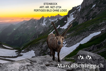 Steinbock, Steinböcke, Steinbock bei Sonnenuntergang