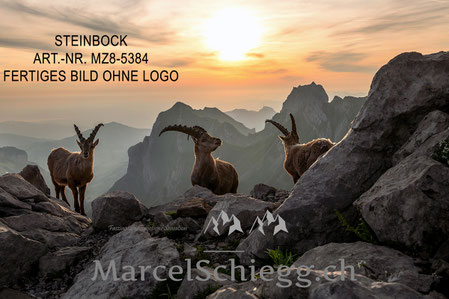 Steinbock, Steinböcke, Alpensteinbock, Marcel Schiegg, Steinböcke bei Sonnenaufgang