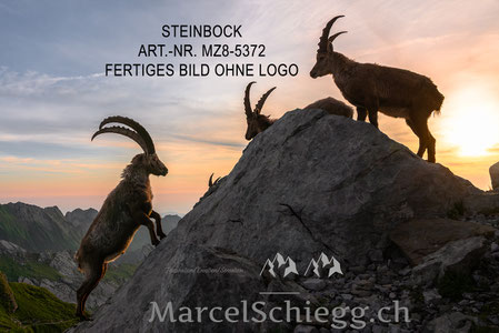 Steinbock, Steinböcke, Alpensteinbock, Marcel Schiegg