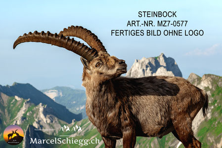 steinbock wandbild, steinbock bild, steinbock wanddeko, wandbild steinbock, steinbock poster, steinbock kunst, steinbock deko