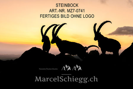 Alpensteinbock, Steinböcke, Wandbild