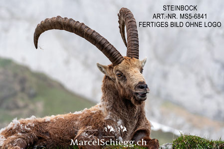 Steinbock, Steinböcke, Alpensteinbock, Leinwandbild