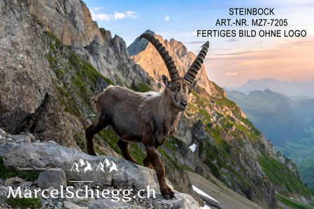 Steinbock, Steinböcke, Alpensteinbock, Marcel Schiegg Fotografie, Alpstein, Schweizer Alpen
