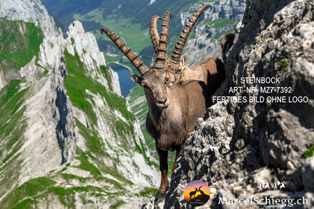 steinbock wandbild, steinbock bild, steinbock wanddeko, wandbild steinbock, steinbock poster, steinbock kunst, steinbock deko