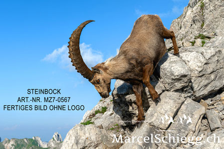 Steinbock, Steinböcke, Alpensteinbock, Marcel Schiegg