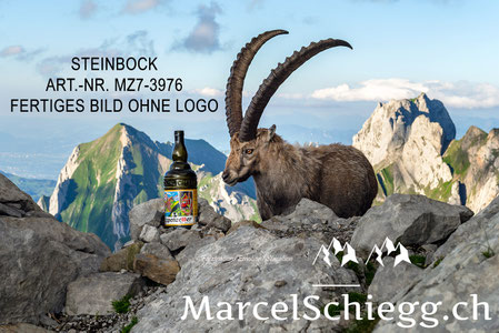 Steinbock, Steinböcke, Alpensteinbock, Appenzeller Alpenbitter, Marcel Schiegg